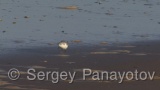 Video of Sanderling - Sanderling near to the coast line
